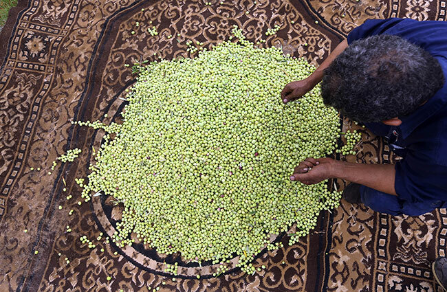   ibyan man sorts olives in the town of arhuna 80 kms south of ripoli on ovember 11 2018 hoto by ahmud   
