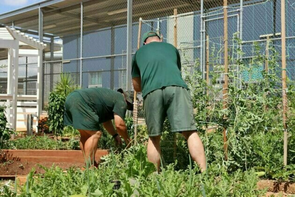 How maximum security prison inmates and officers worked together to create a farm behind bars