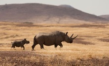  Save the Rhino Trust Namibia welcomed B2Gold’s donation