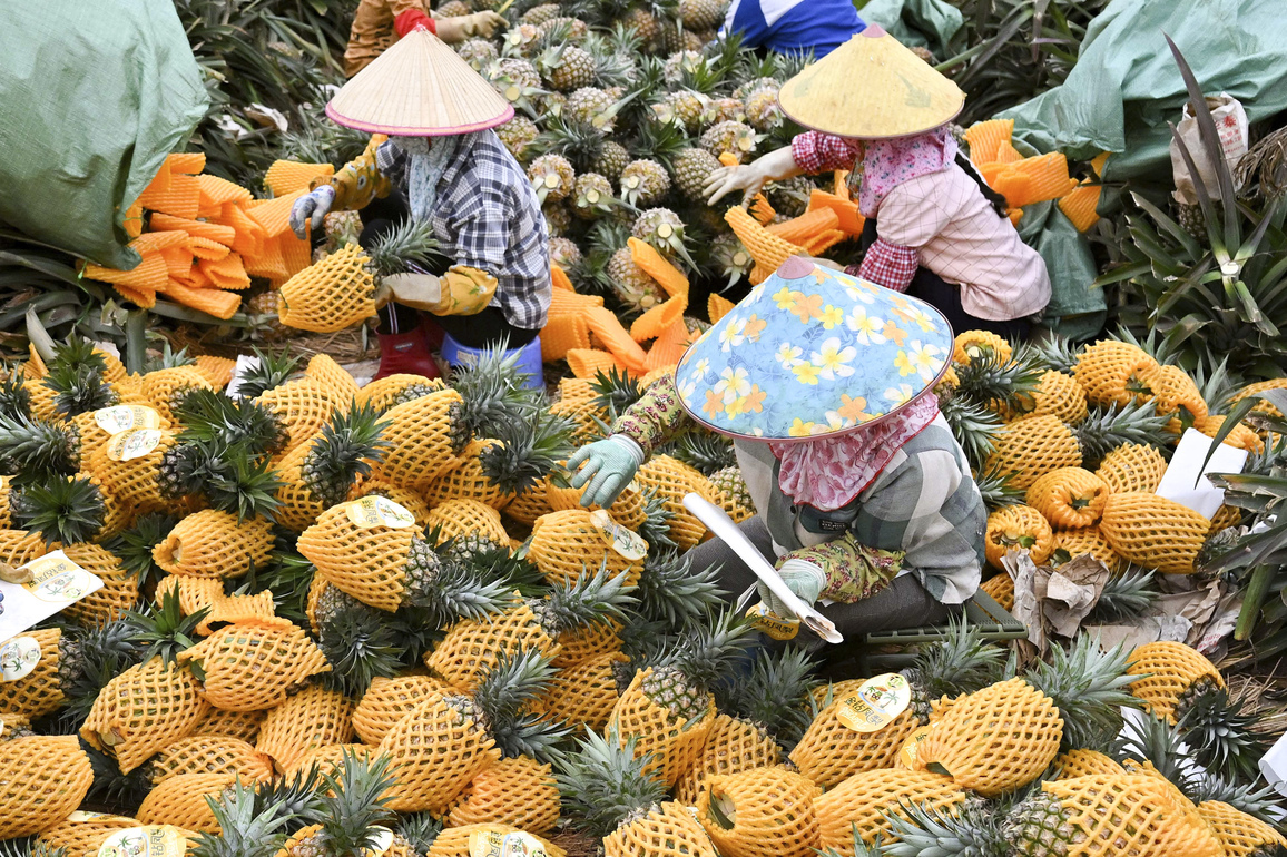 (HainanOutlook) CHINA-HAINAN-HAIKOU-PINEAPPLE-HARVEST (CN)