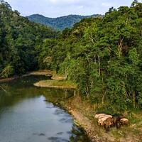 EcoChina | Ecological barrier consolidated in S China's Xishuangbanna