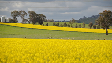 ADAMA has recalled some batches of its Tenet 500 SC Herbicide, which is used for weed control in canola.