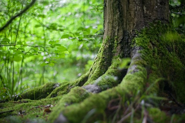 Amid development and climate change, forests can help manage water: Research