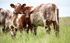 How beef farmers are coping with the loss of BPS