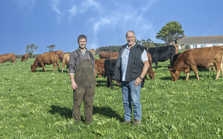 Focus on production efficiency on Cornish beef farm