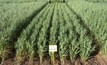 Oat opportunities on show at spring field days