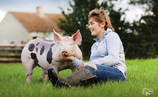 Pietrain pigs create opportunity for business expansion