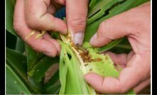  Queensland researchers are developing localised treatment guidelines for fall armyworm. Image: Megan Pope.