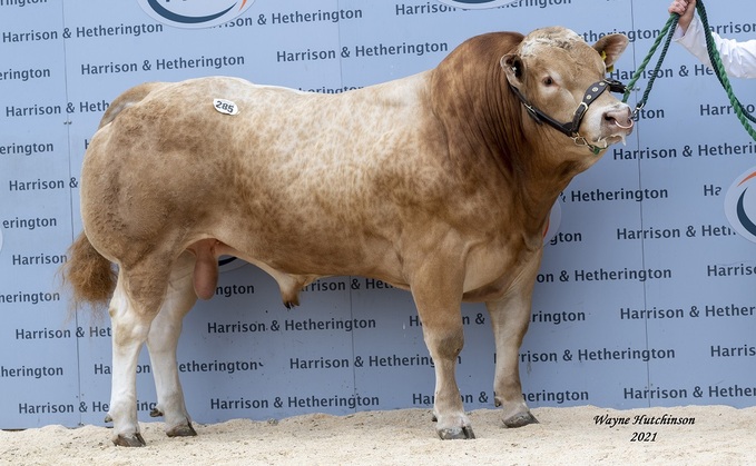 Blondes set 12,000gns record