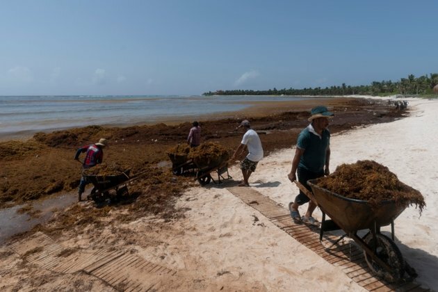 Belize to Launch Project to Make Biofuel From Seaweed Clogging Coasts