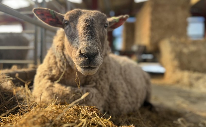 After years of isolation in the Scottish Highlands, Fiona the sheep is going to be a mother for the very first time in her life.