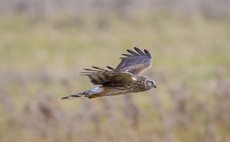 Report finds large increase in Hen Harriers