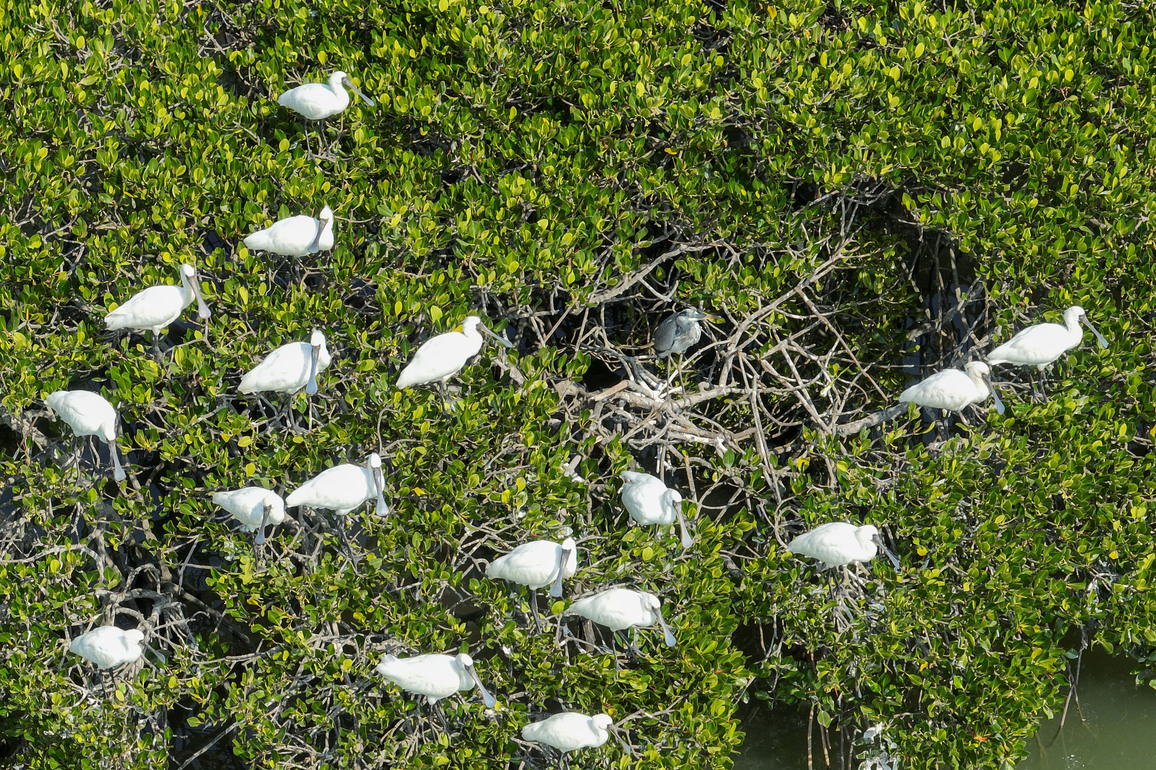 (HainanOutlook)CHINA-HAINAN-DANZHOU-WETLAND-RANGER (CN)