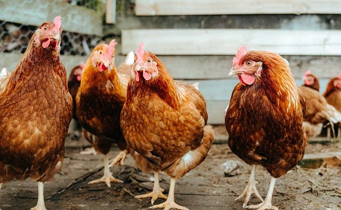 Price rise' urgently needed' for free range eggs