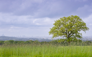 Aviva backs nature restoration firm Nattergal in £40m seed funding round