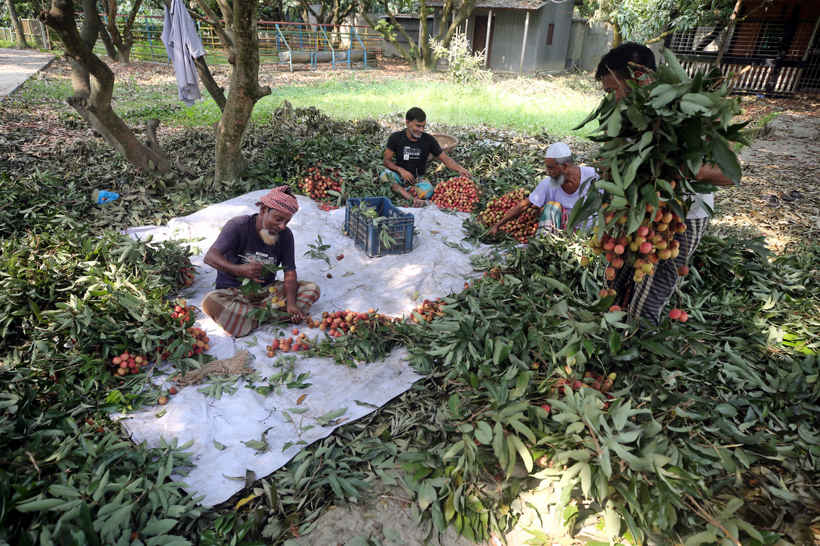 BANGLADESH-NARAYANGANJ-LYCHEES-HARVEST