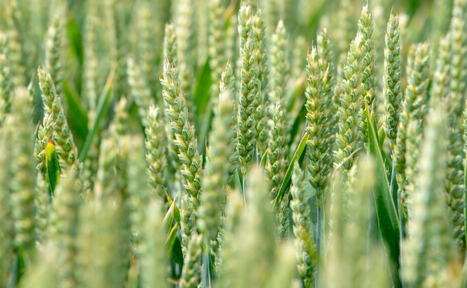 Bullish outlook for new crop wheat