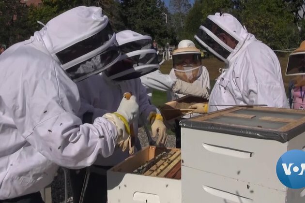 Beekeeping Helps Veterans Cope with Stress, Anxiety