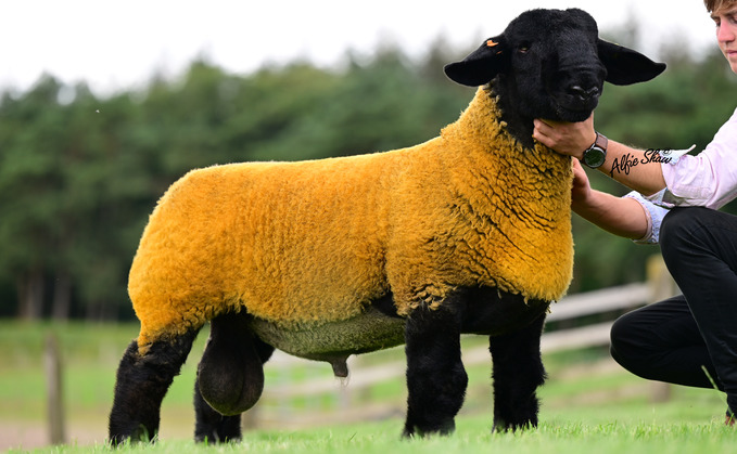 Top price ram lamb from Howgillfoot flock Top price ram lamb from Howgillfoot flock