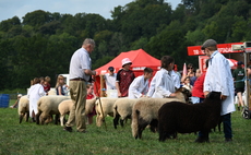 Suffolk shines at Llandeilo show  
