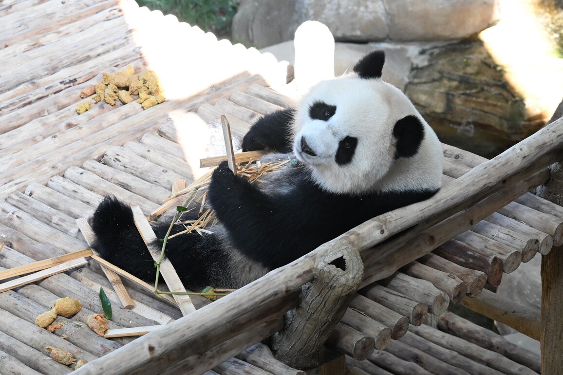 MALAYSIA-KUALA LUMPUR-GIANT PANDAS-PUBLIC DEBUT