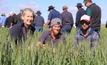 Alternative dwarf wheat genes show promise