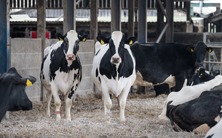 Blood testing: A useful tool for dry cow health  