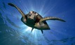 A green turtle. Photo courtesy WWF-Australia.