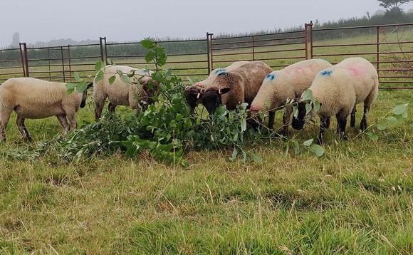 Tree fodder fed to sheep could have emissions cutting role