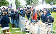 Record crowds flocked to NSA North Sheep 2025 despite downpours  