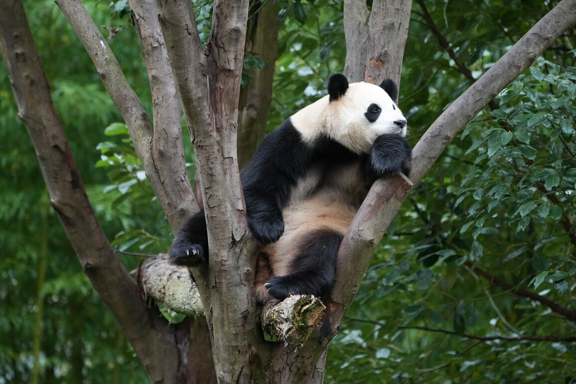CHINA-SICHUAN-CHENGDU-GIANT PANDA (CN)