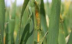 'Laser focus' required to keep yellow rust under control