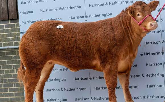 World record price of 250,000gns set for Limousin heifer