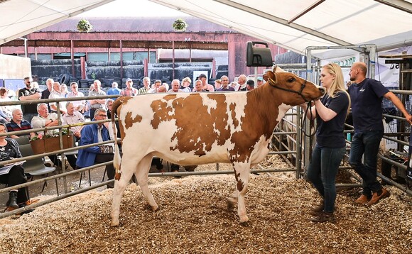 Top of 8,600gns at Brieryside dispersal