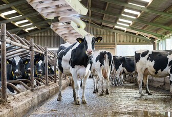 51AVƵvet's tips to tackling heat stress in dairy herds