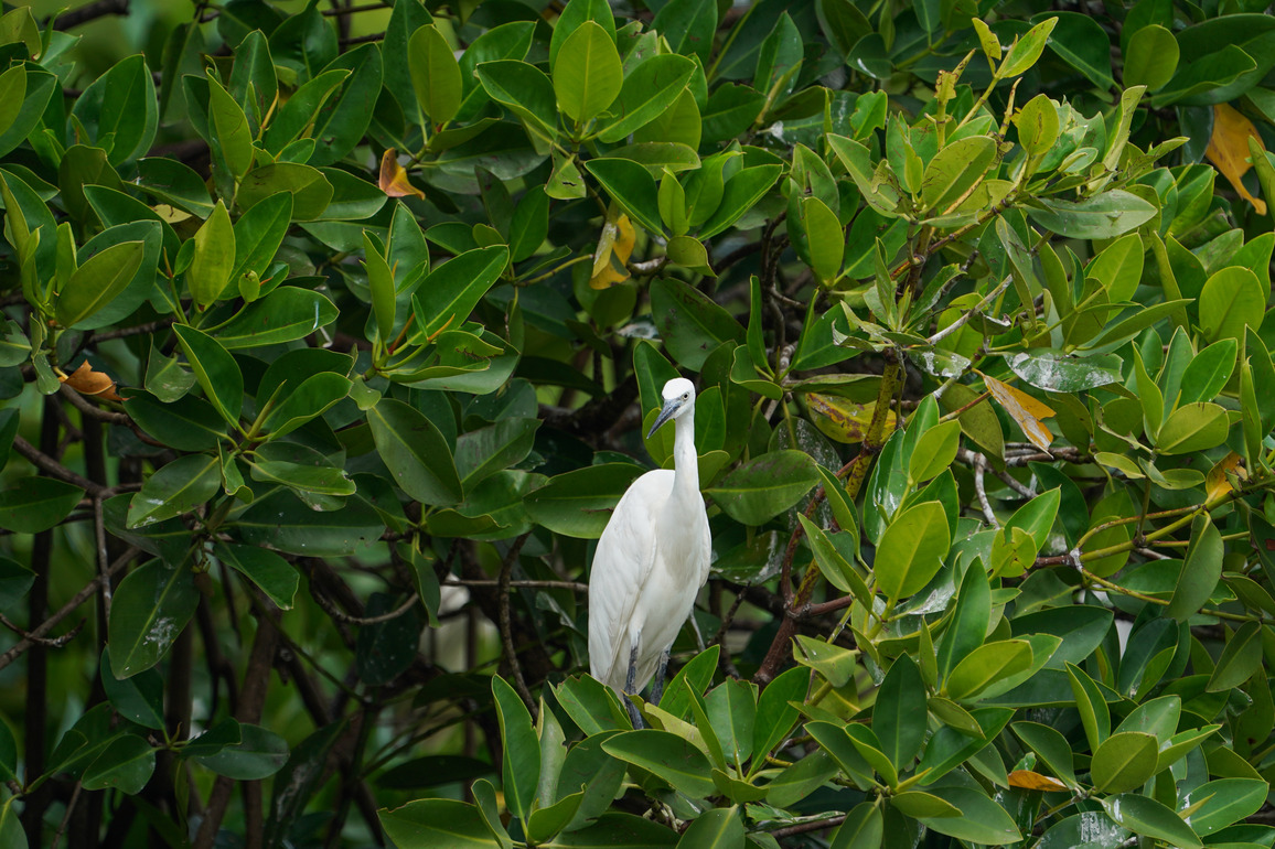 SRI LANKA-MANGROVE-WETLANDS