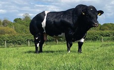 High of £12,000 for British Blue bulls in online sale