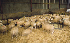 Over 20 sheep killed after being 'suffocated' during suspected dog incident