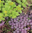 Cemex UK launches biodiversity project