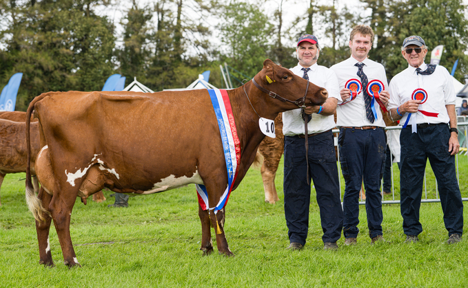 Dairy inter-breed and Dairy Shorthorn champion Strickley Strawberry 21st, from the Robinson family, Kendal.