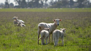 Meat & Livestock Australia is expecting the national sheep flock to ease in the next couple of years. Credit: Mark Saunders.