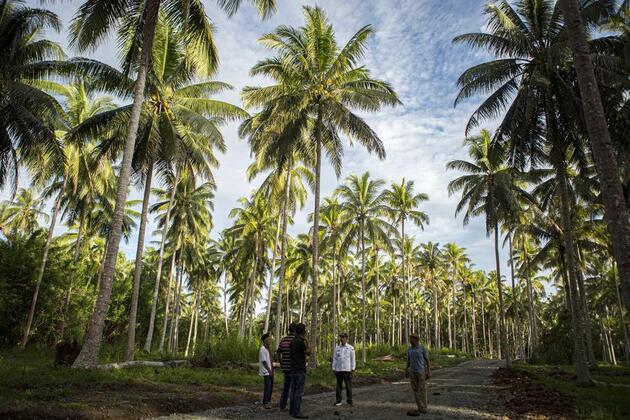 Chinese investment boosts Indonesia's coconut downstream industry