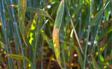 Cereals 24: Wheat disease control requires mindset changes