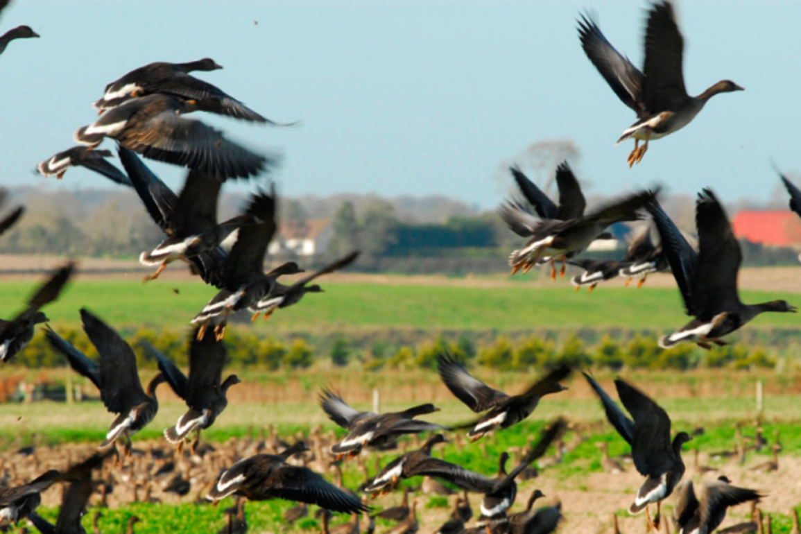Bird flu clampdown targets Ireland's Co Derry nature reserve