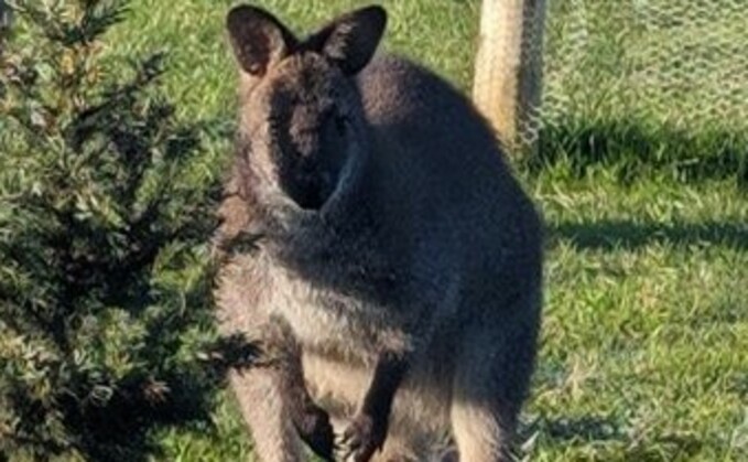 Wes the wallaby has escaped from a farm in Devon (Greendale Farm Shop)