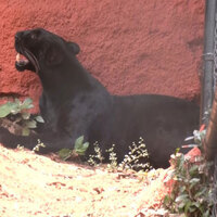 Shadow of forest returns: Vizag Zoo unveils Black Panther after 4-decade hiatus