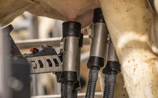 Free access vs guided robotic milking: Which system is right for your dairy farm?