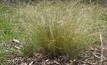 Keep serated tussock under control