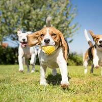 Opinion - Stories from Doggie Drive Time in St. Louis Park
