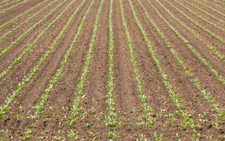 A new campaign - Chemical Cocktail - has highlighted the use of a banned neonicotinoid 
